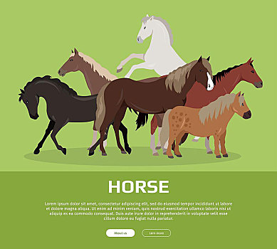 马,概念,风格,矢量,网络,旗帜,多,不同,品种,彩色,尺寸,站立,骑马,降落,设计