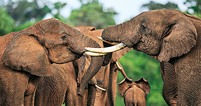 肯尼亚,雄性动物,大象,打斗