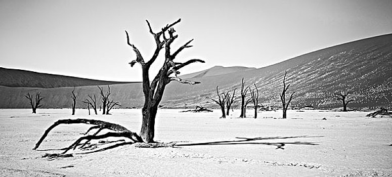 刺槐,死亡谷,索苏维来地区,纳米比诺克陆夫国家公园,纳米比亚,非洲