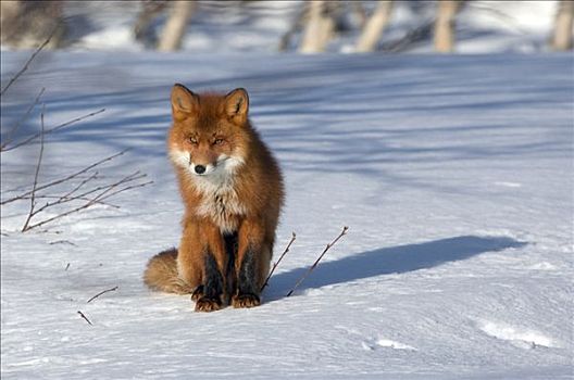 红狐,狐属,坐,雪,堪察加半岛,俄罗斯