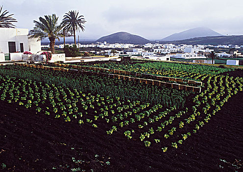 蔬菜,培育,兰索罗特岛,加纳利群岛,西班牙,欧洲