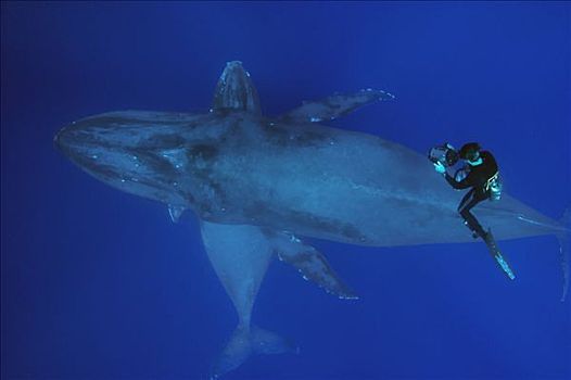 研究人员,鲸,信任,拍摄,驼背鲸,大翅鲸属,鲸鱼,女性,一岁,仰视,国家,海洋,毛伊岛,夏威夷,提示,照相