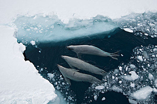 食蝦海豹,食蟹海豹,三个,平面,呼吸,迅速,冰,声音,威德尔海,南极