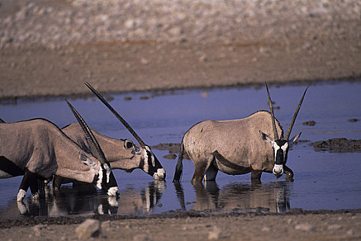 非洲,纳米比亚,埃托沙国家公园,长角羚羊,水潭