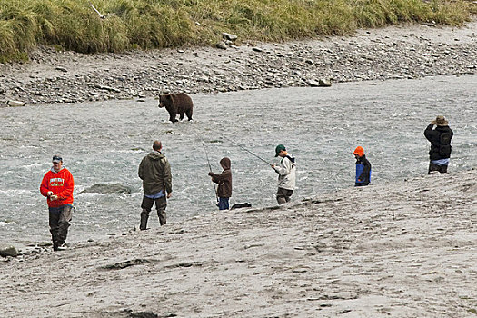 捕鱼者,一个,鸟,溪流,看,棕熊,走,浅水,靠近,阿拉斯加