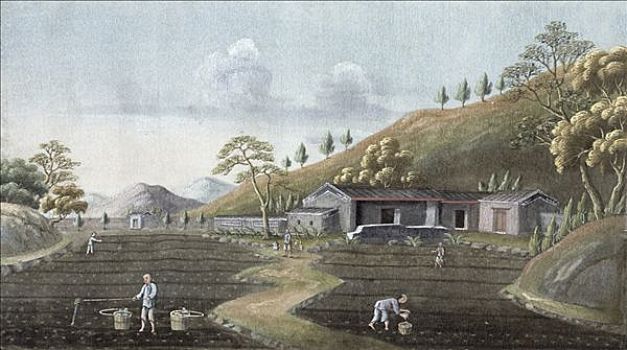 茶,种植,中国,19世纪