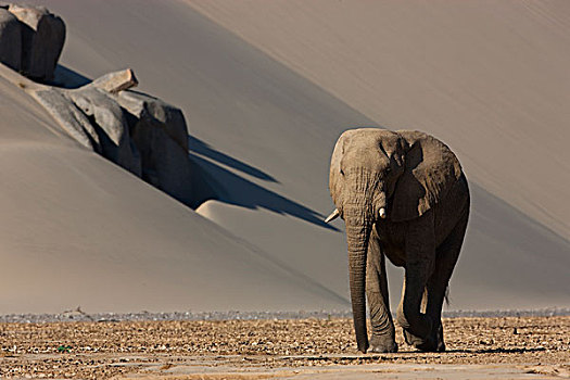 非洲象,走,河床,正面,大,沙丘,河,纳米布沙漠,纳米比亚