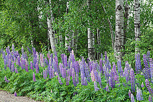 紫色,羽扇豆属植物,侧面,小路,桑德贝,安大略省,加拿大