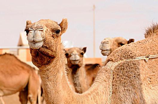 毛里塔尼亚,骆驼,市场