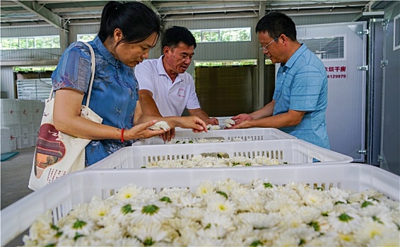 重庆酉阳,高山药菊采摘忙