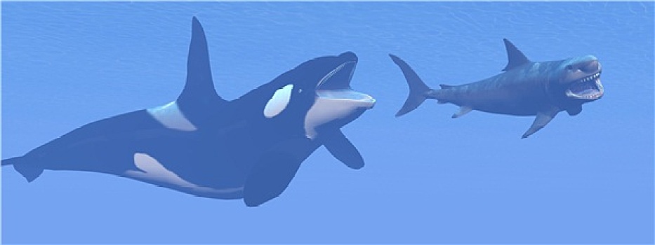 逆戟鲸,攻击,小,鲨鱼