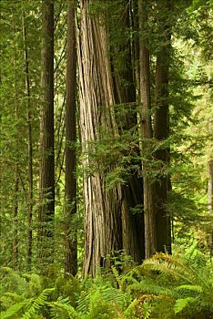 北美红杉,树,树林,延龄草,秋天,小路,红杉国家公园,加利福尼亚,美国