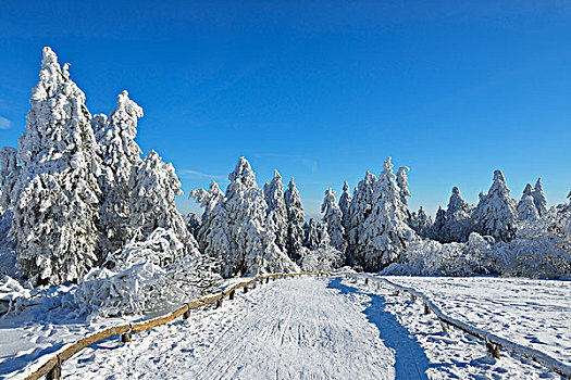 积雪,冬季风景,小路,格罗塞尔,法兰克福,黑森州,德国