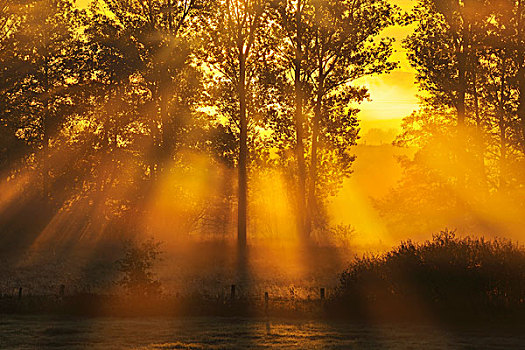太阳,树,晨雾,黑森州,德国