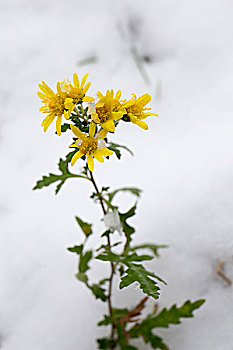 雪中的野菊花