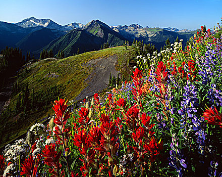 山脉,高山,开花,靠近,不列颠哥伦比亚省,加拿大