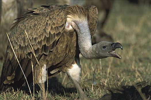 粗毛秃鹫,兀鹫,特写,独特,旁侧,畜体,交际,秃鹰,马赛马拉国家保护区,肯尼亚