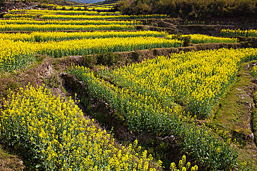 江西婺源,江岭,油菜花,徽派建筑,民居