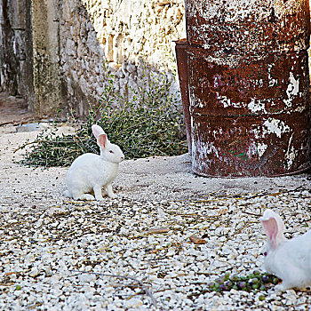白色,兔子