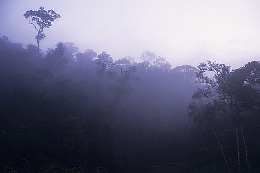马达加斯加,雨林,湖,晨雾