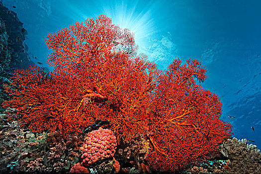打结,狂热,珊瑚,软珊瑚,大堡礁,联合国教科文组织,世界自然遗产,场所,太平洋,昆士兰,澳大利亚,大洋洲