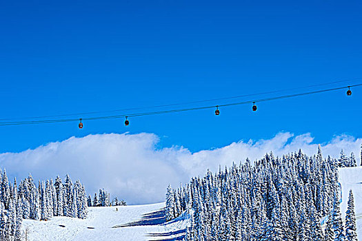 缆车,上方,积雪,山,蓝天,白杨,科罗拉多,美国