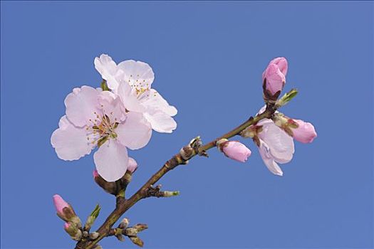 特写,杏花