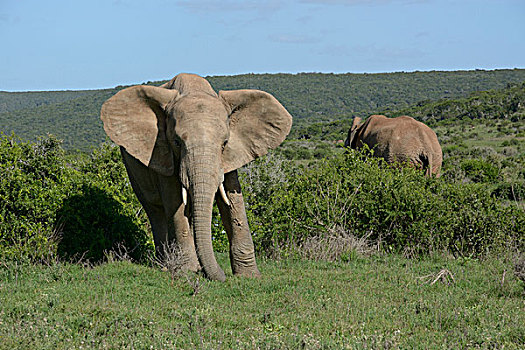 非洲象,阿多大象国家公园,东开普省,南非,非洲