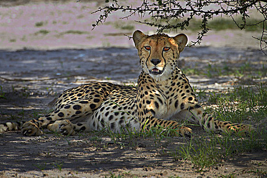 印度豹,猎豹,博茨瓦纳,非洲