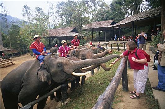 泰国,清迈,游客,进食,大象