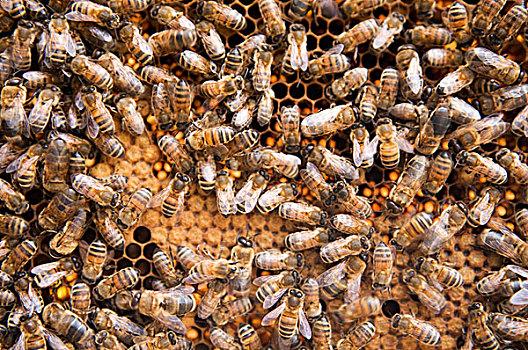 蜜蜂,蜂窝状,伦敦东部,英国