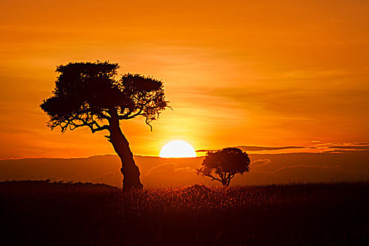 观,树,剪影,反对,美丽的日出,马赛玛拉国家保护区,肯尼亚,非洲