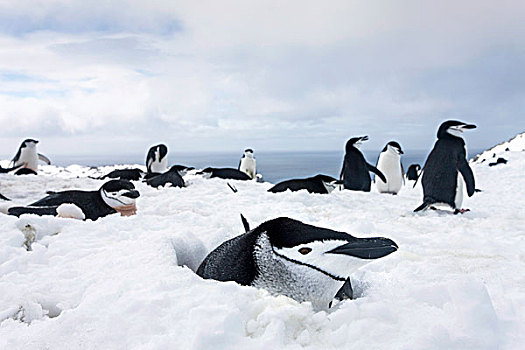南极,南设得兰群岛,帽带企鹅,阿德利企鹅属,积雪,山,高处,欺骗岛