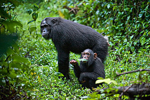 黑猩猩,类人猿,母亲,三个,幼仔,西部,乌干达