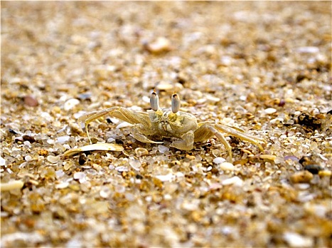 米色,螃蟹,沙子
