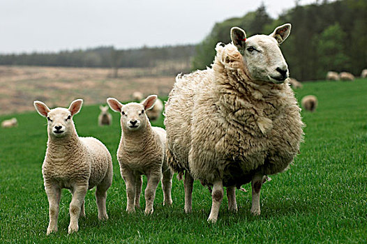 家羊,切维厄特绵羊,母羊,相似,羊羔,站立,地点,苏格兰,欧洲