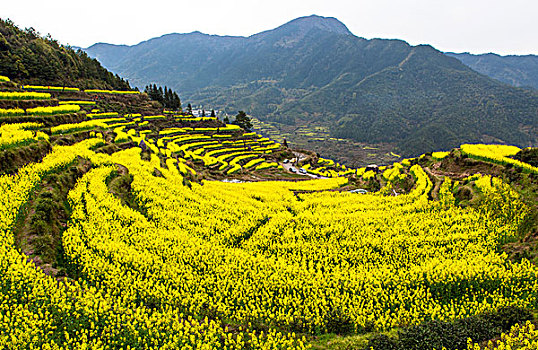 油菜花开