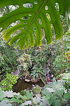 南国热带花园鸟瞰图图片