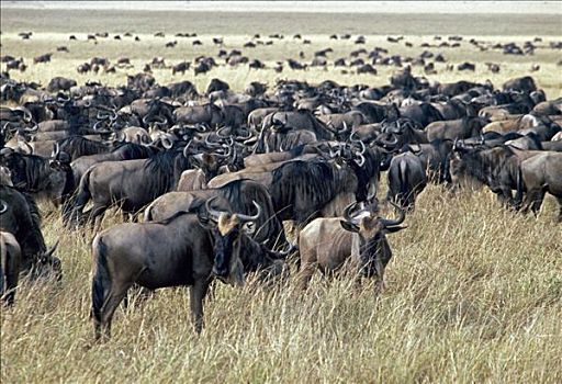 水牛,马赛马拉国家公园,肯尼亚