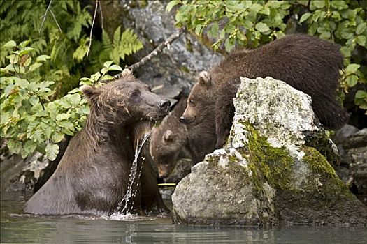 母熊,幼兽,捕鱼,狼獾,溪流,阿拉斯加,夏天