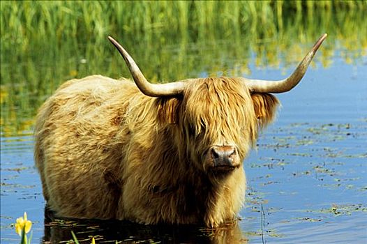 苏格兰,高原牛,公牛,站在水中,特塞尔,岛屿,荷兰,欧洲