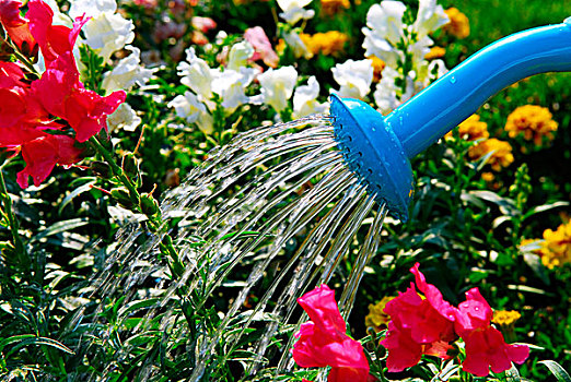 水,倒出,蓝色,洒水壶,盛开,花坛