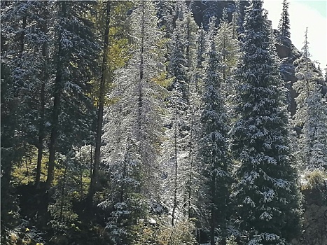 天山初雪美扮靓锦绣山河