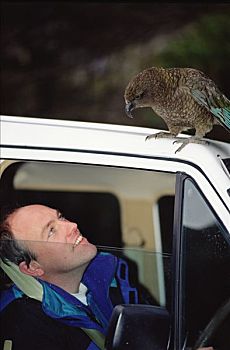 食肉鹦鹉,啄羊鹦鹉,展示,好奇,驾驶员,国家公园,南岛,新西兰