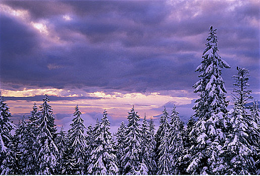 针叶树,大乌鸦,冬天,海岸山脉,不列颠哥伦比亚省,加拿大