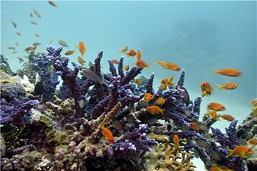 珊瑚礁,蓝色,硬珊瑚,异域风情,鱼,仰视,红海