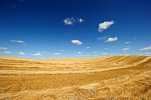 收获,小麦,地点,草原,曼尼托巴,加拿大