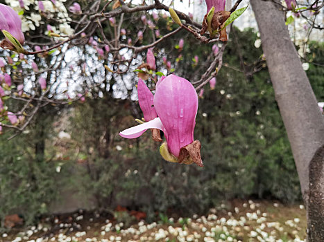 玉兰花