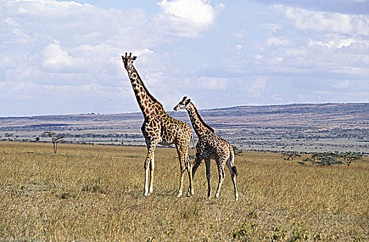 马赛长颈鹿,幼兽,马赛马拉,公园,肯尼亚