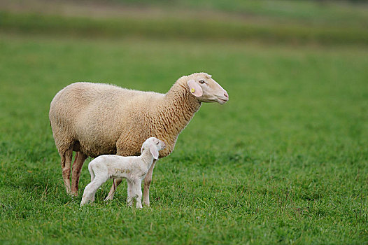 家羊,绵羊,羊羔,草场,巴伐利亚,德国,欧洲